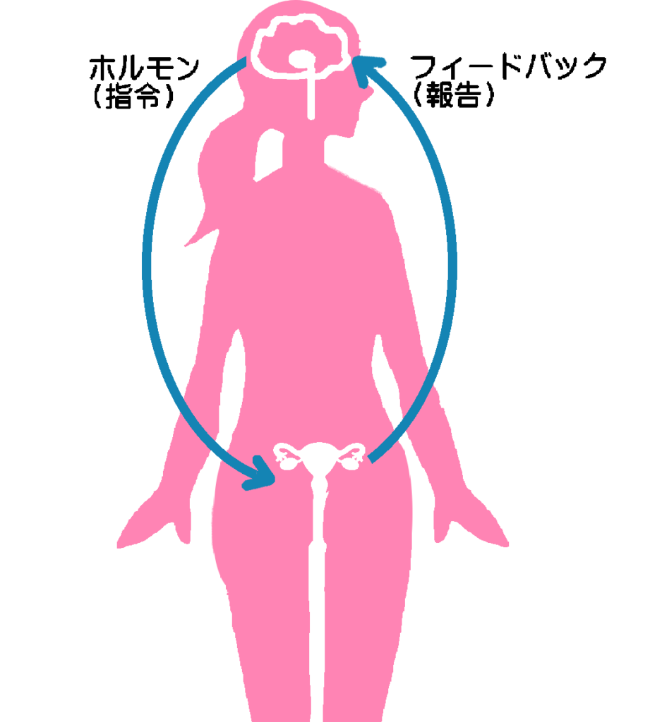 生殖器系のコントロール