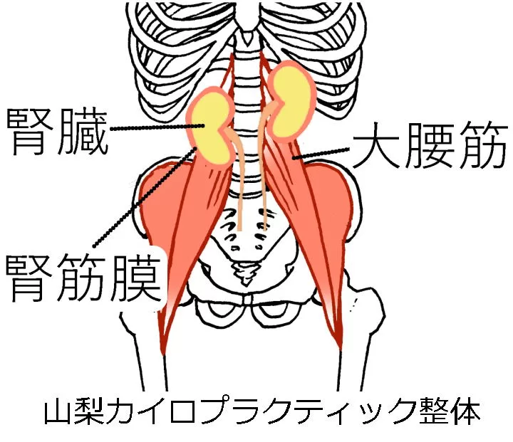 大腰筋と腎臓の膜