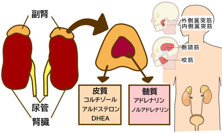 副腎と咀嚼筋 腎臓と位置関係